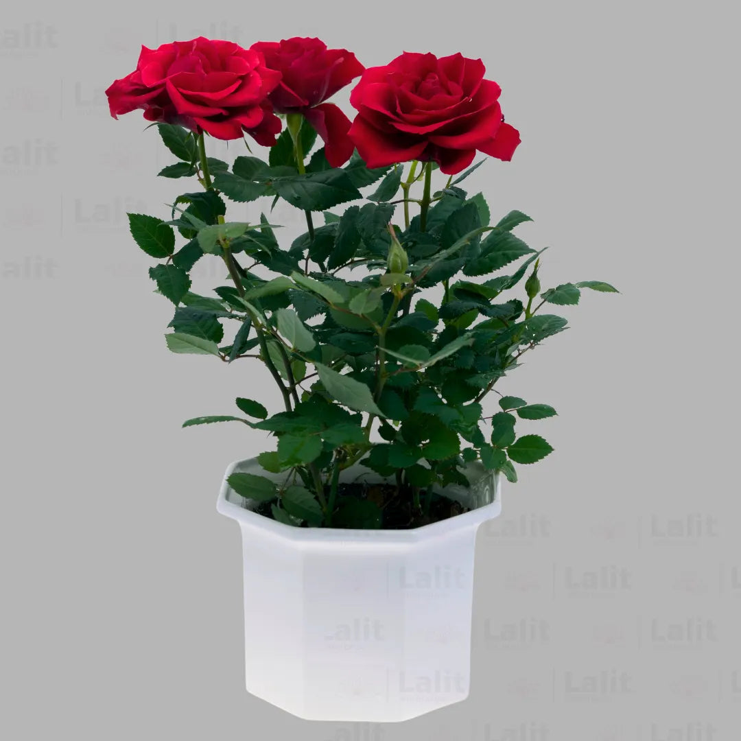 Buy Dutch Rose (Rosa Rugosa) 'Hollandica' - Plant Online at Lalitenterprise