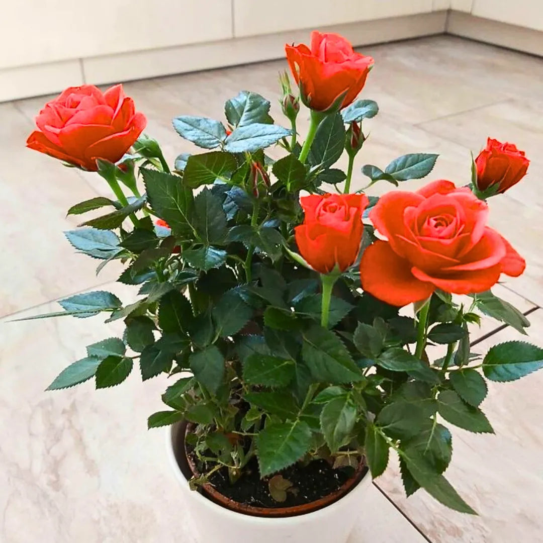 Buy Orange Rose - Plant Online at Lalitenterprise