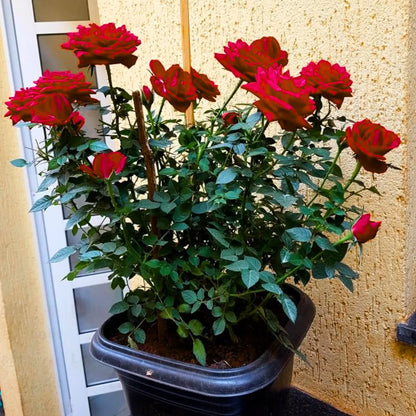 Buy Red Rose "Laal Gulab" – Plant Online at Lalitenterprise