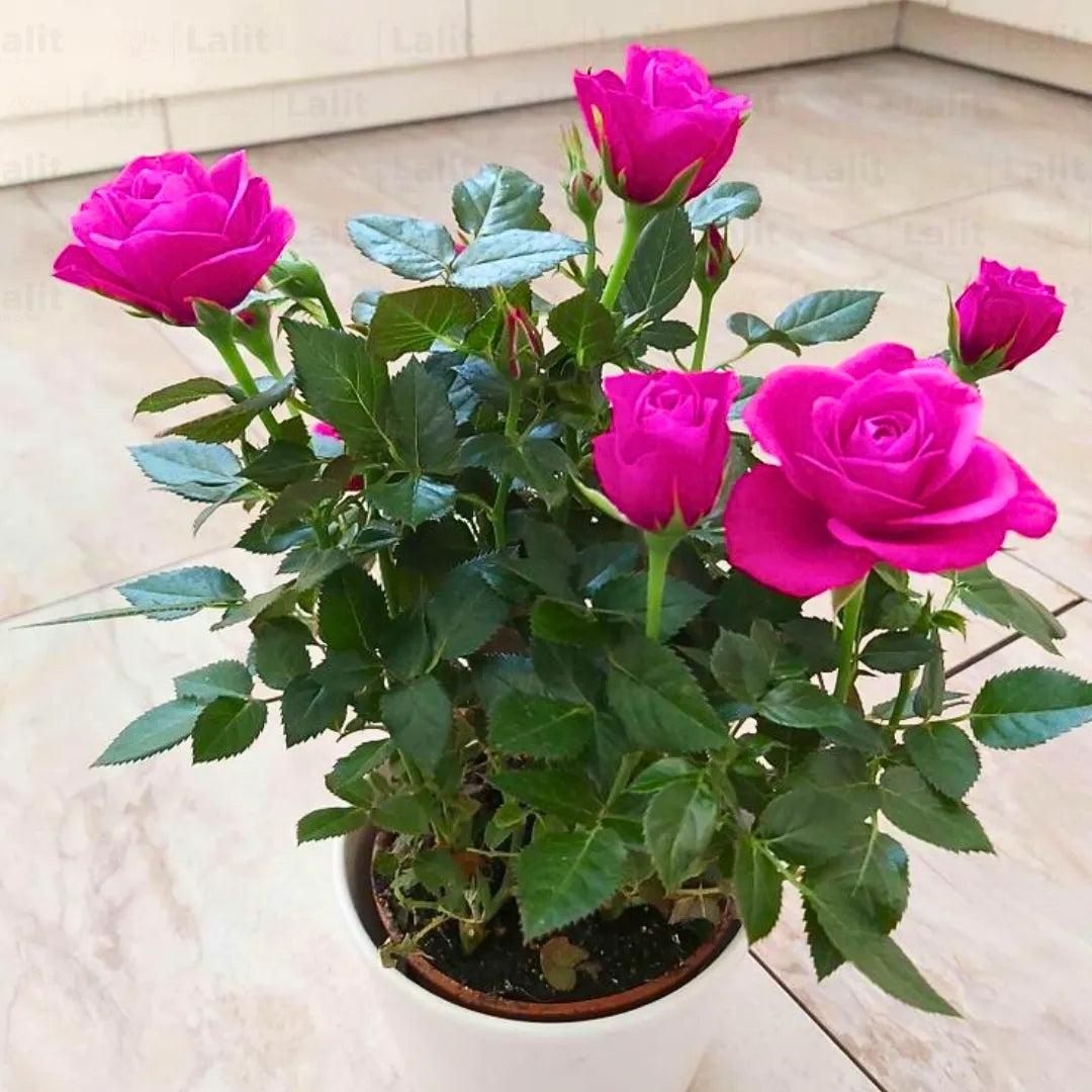 Buy Pink Rose - Plant Online at Lalitenterprise