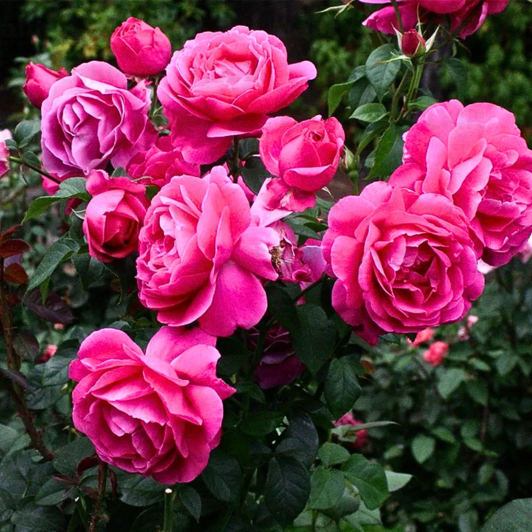 Buy Pink Rose - Plant Online at Lalitenterprise