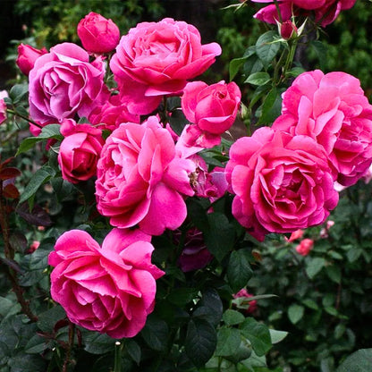 Buy Pink Rose - Plant Online at Lalitenterprise