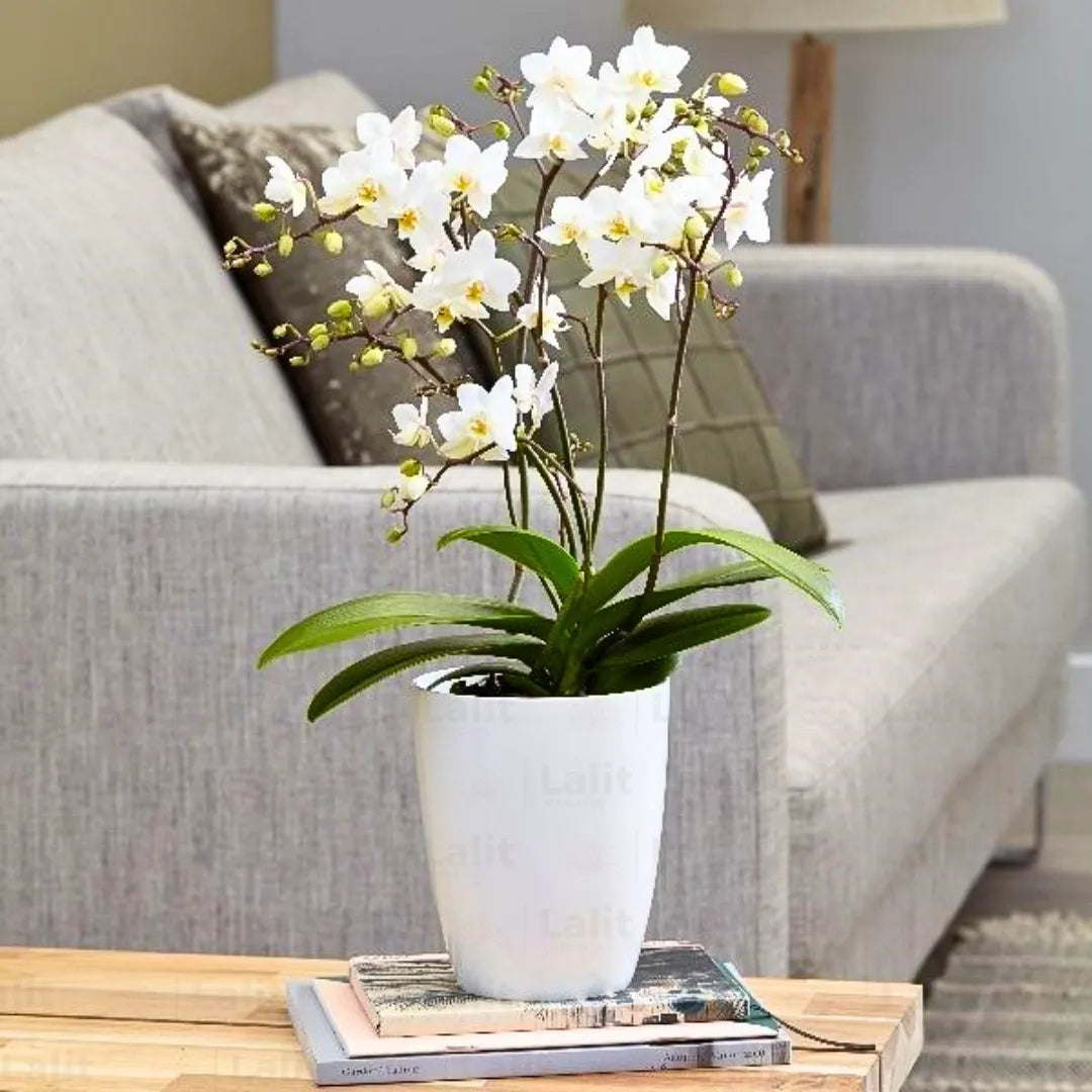 Buy Moth Orchid (Phalaenopsis) - Plant Online at Lalitenterprise