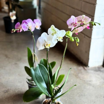 Buy Phalaenopsis Orchid - Plant Online at Lalitenterprise