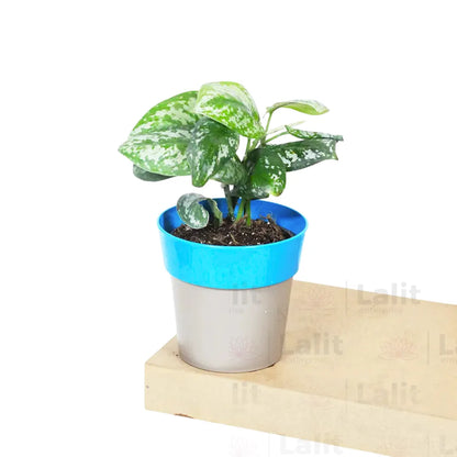 Buy Silver Satin Pothos Plant Online at Lalitenterprise