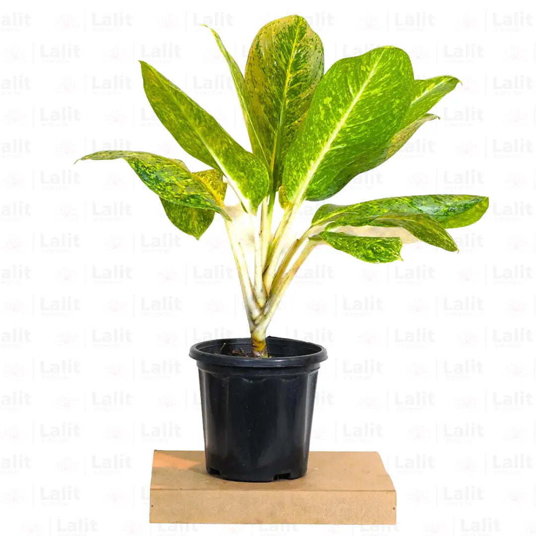 Buy Aglaonema Butterfly - Plant Online at Lalitenterprise