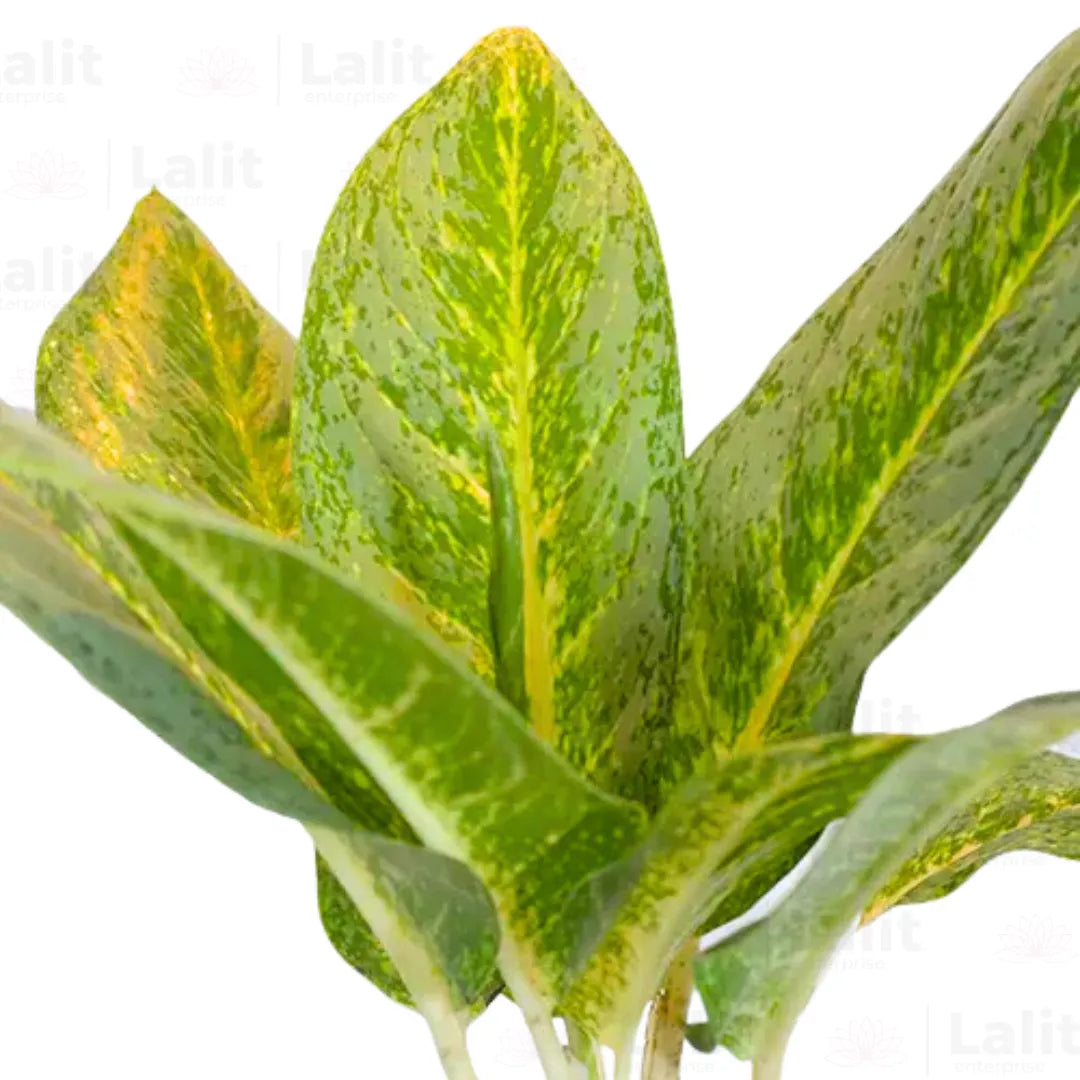 Buy Aglaonema Butterfly - Plant Online at Lalitenterprise