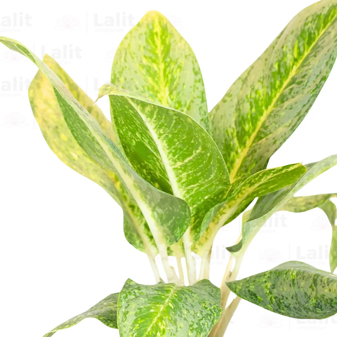 Buy Aglaonema Butterfly - Plant Online at Lalitenterprise