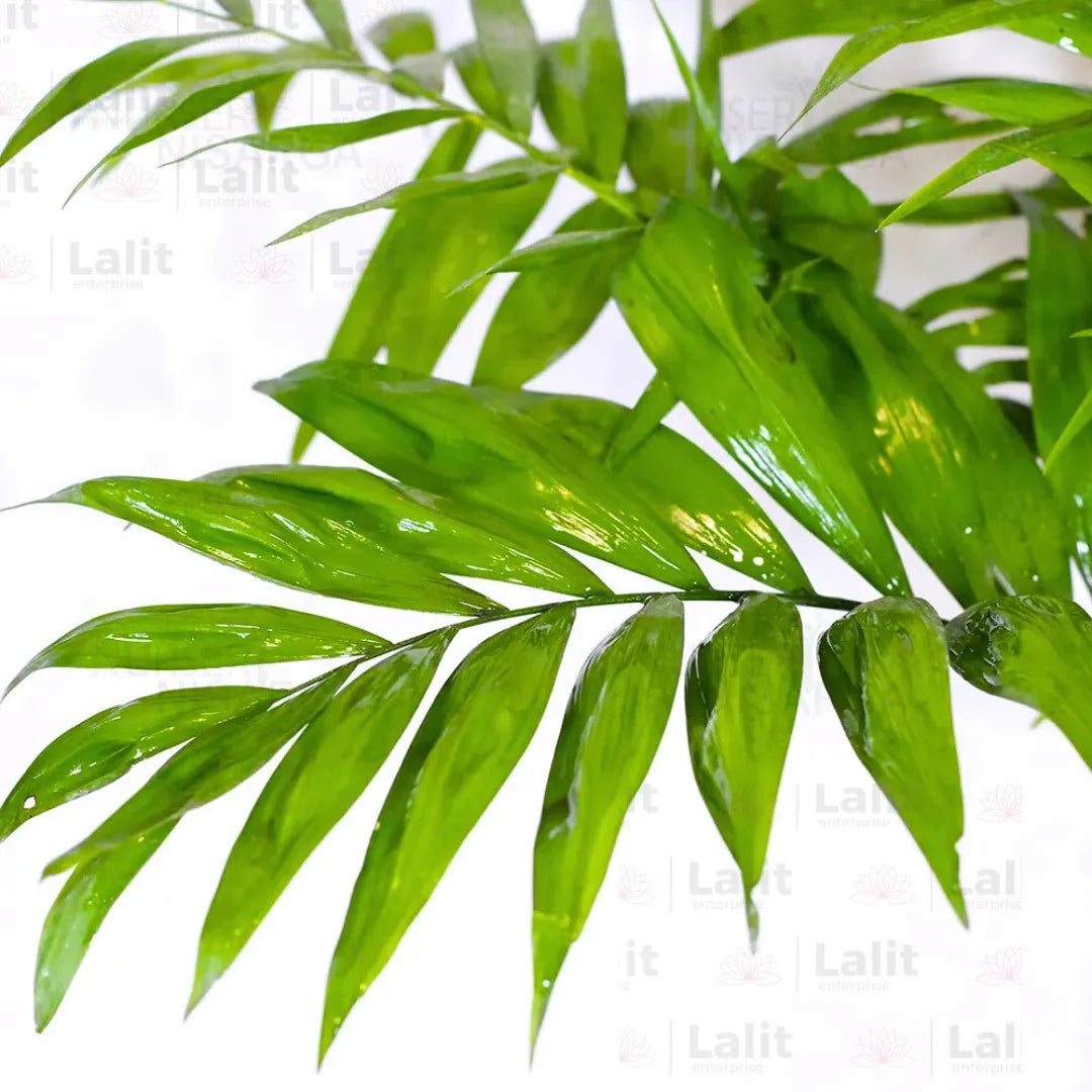 Buy Bamboo Palm - Plant Online at Lalitenterprise