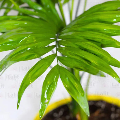 Buy Chamaedorea Elegans - Plant Online at Lalitenterprise