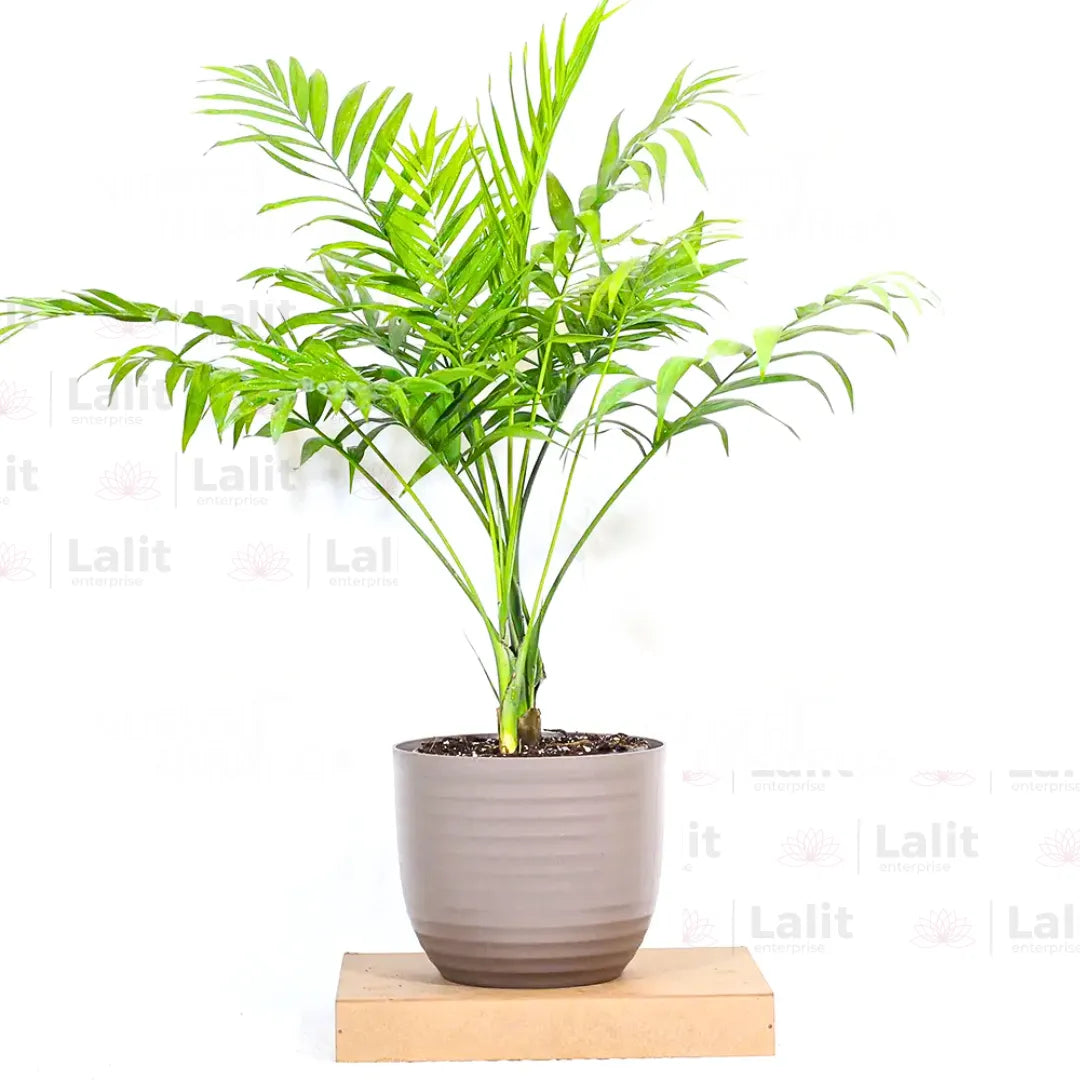 Buy Parlour Palm - Plant Online at Lalitenterprise