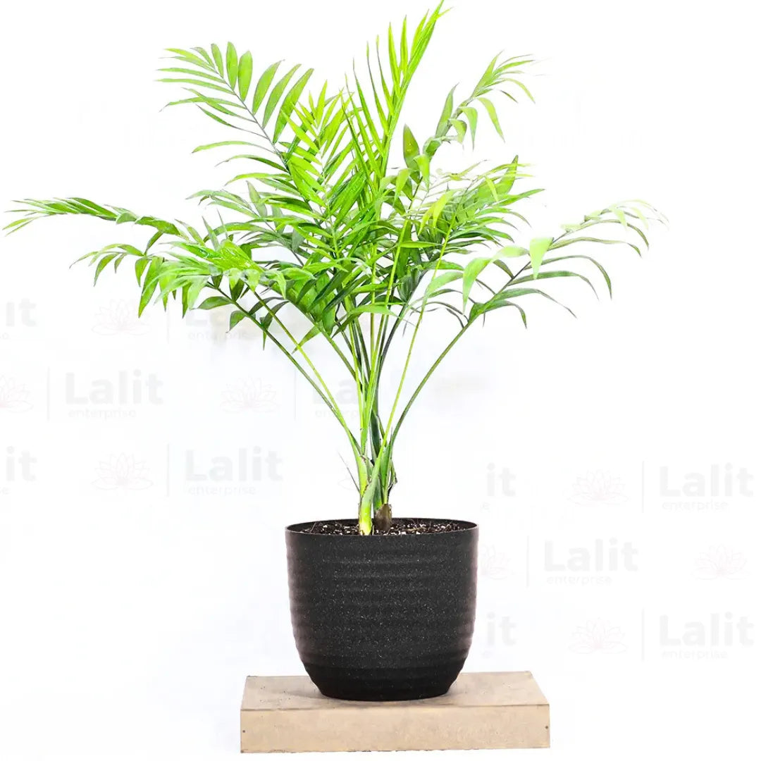 Buy Chamaedorea Elegans (Bamboo Palm, Parlour Palm) - Plant Online at Lalitenterprise