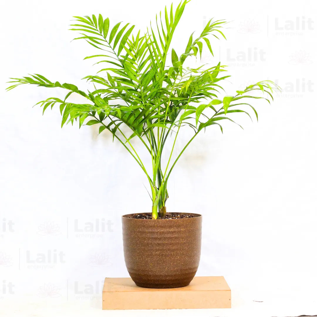 Buy Bamboo Palm - Plant Online at Lalitenterprise