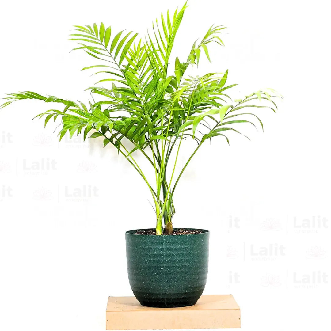 Buy Chamaedorea Elegans (Bamboo Palm, Parlour Palm) - Plant Online at Lalitenterprise