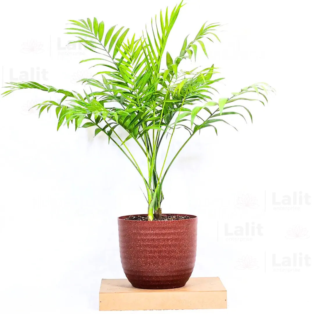 Buy Chamaedorea Elegans - Plant Online at Lalitenterprise