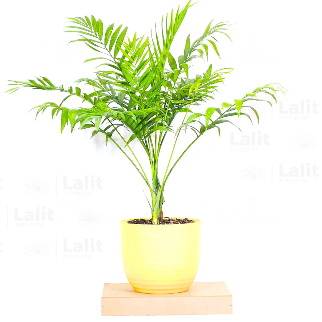 Buy Chamaedorea Elegans - Plant Online at Lalitenterprise