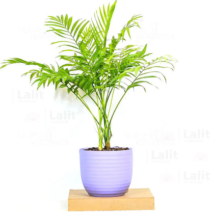 Buy Bamboo Palm - Plant Online at Lalitenterprise