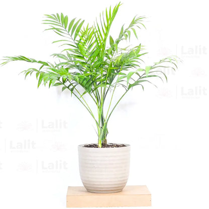 Buy Parlour Palm - Plant Online at Lalitenterprise