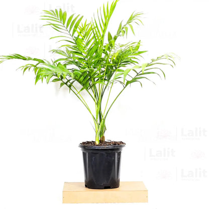 Buy Chamaedorea Elegans (Bamboo Palm, Parlour Palm) - Plant Online at Lalitenterprise