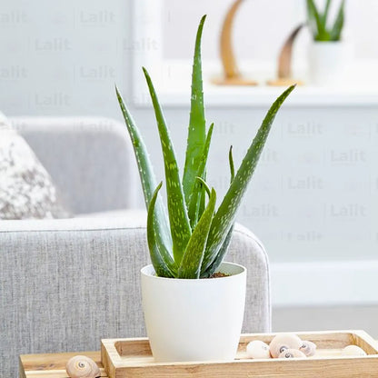 Buy Aloe Vera "Aloe Barbadensis Miller" - Plant Online at Lalitenterprise