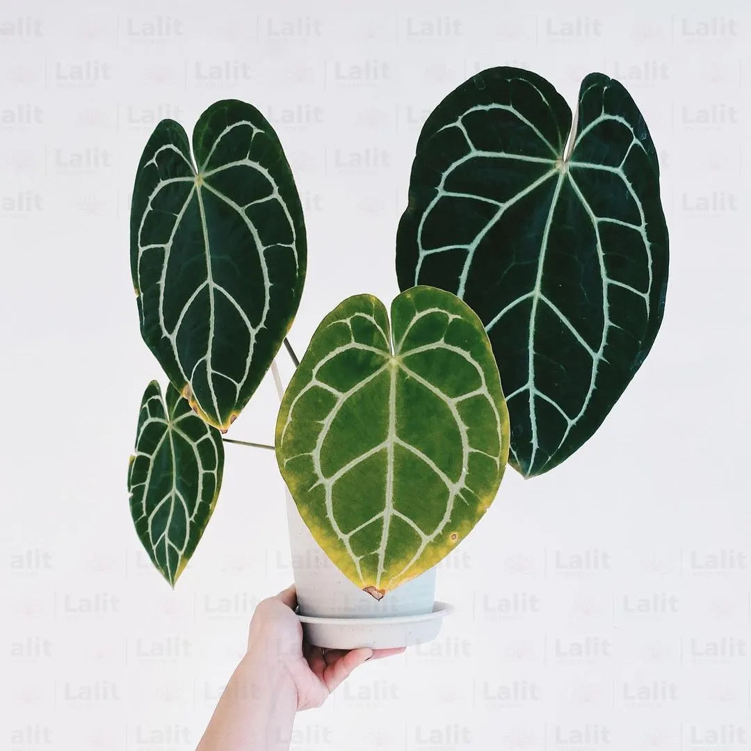 Buy Anthurium Crystallinum (Crystal Anthurium) - Plant Online at Laliteneterprise