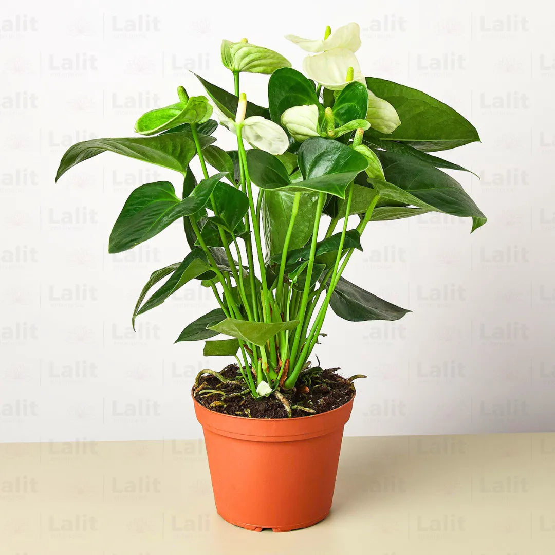 Buy Anthurium Painter's Palette (White) - Plant Online at Lalitenterprise