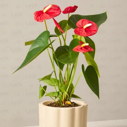 Buy Anthurium Painter's Palette (Red) - Plant Online at Lalitenterprisev