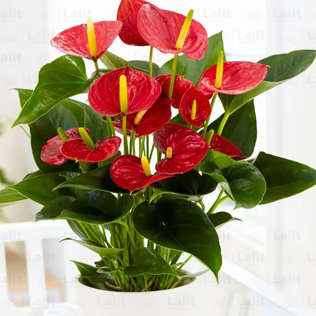 Buy Anthurium Painter's Palette (Red) - Plant Online at Lalitenterprise