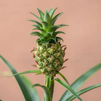 Buy Pineapple (Ananas Comosus) - Plant Online at Lalitenterprise