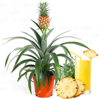 Buy Pineapple - Plant Online at Lalitenterprise