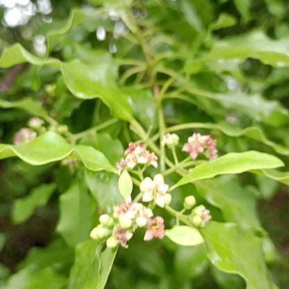 Buy White Sandalwood (Santalum Album) - Plant Online at Lalitenterprise