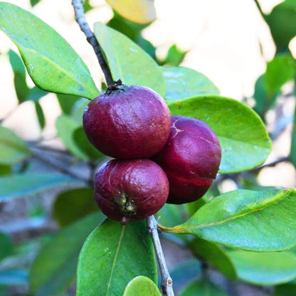 Buy Psidium Cattleianum – Plant Online at Lalitenterprise