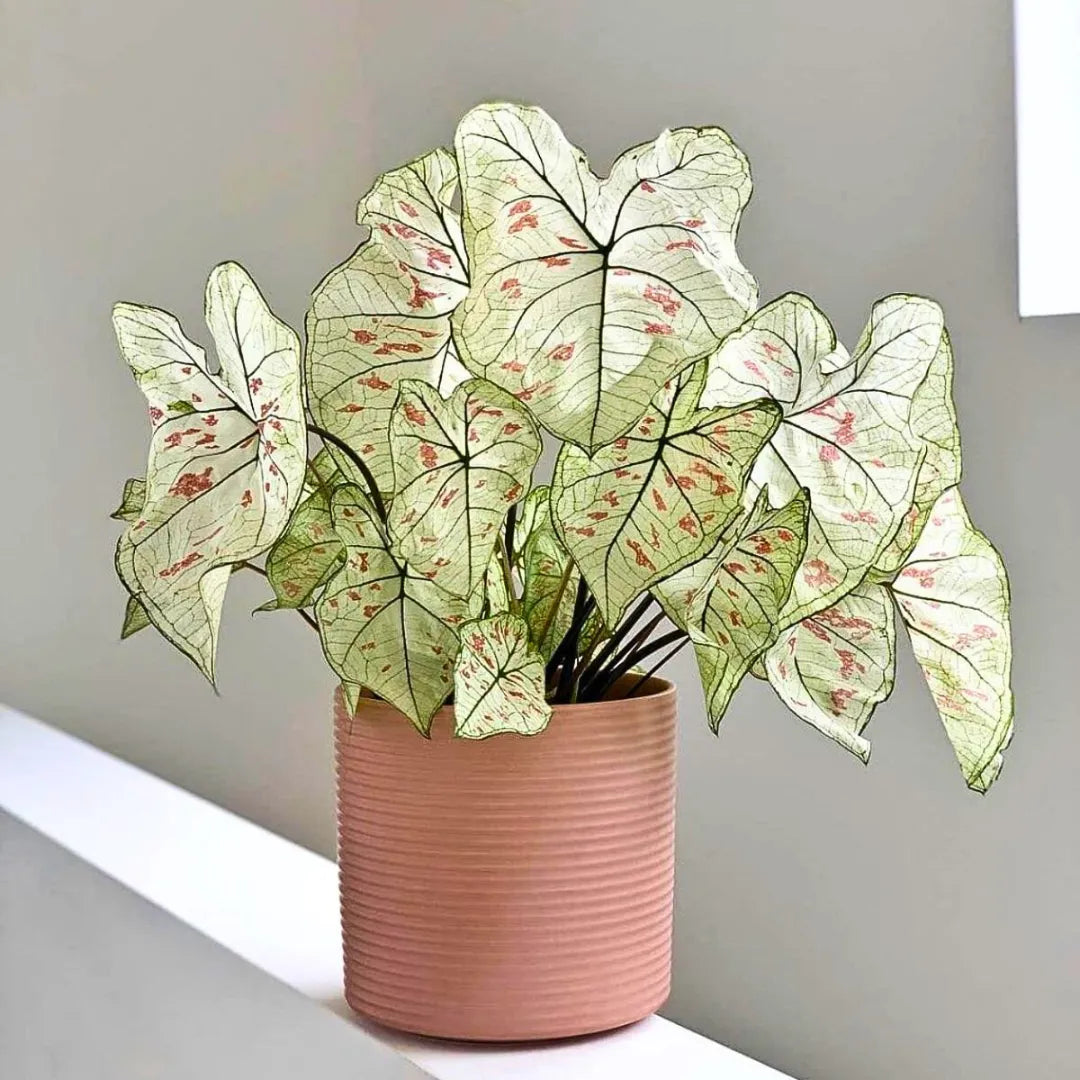 Buy Caladium Strawberry, Star - Plant Online at Lalitenterprise