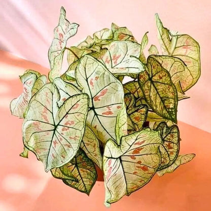 Buy Caladium Strawberry, Star - Plant Online at Lalitenterprise