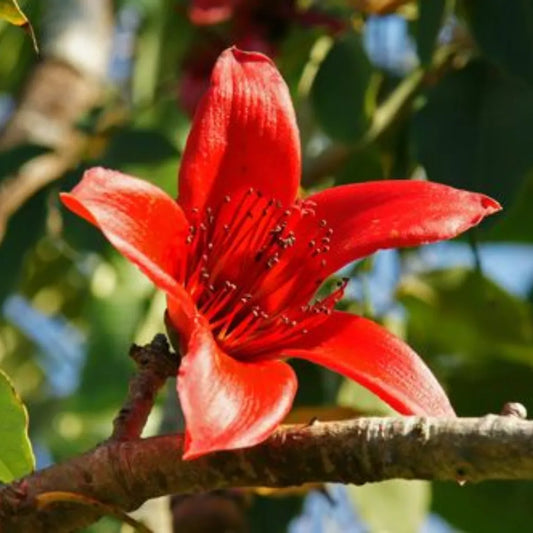 Buy Bombax Ceiba 'Bonsai' (Red Silk-Cotton Tree) - Plant Online at Lalitenterprise