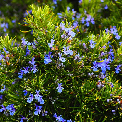 Buy Salvia Rosmarinus "Officinalis" - Plant Online at Lalitenterprise