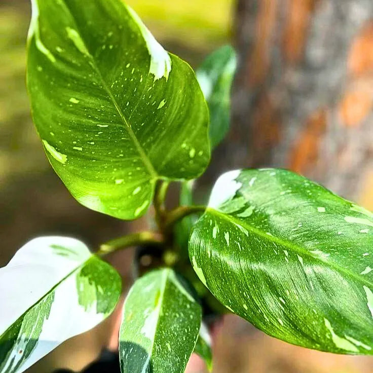 Buy Philodendron White Princess - Plant Online at Lalitenterprise