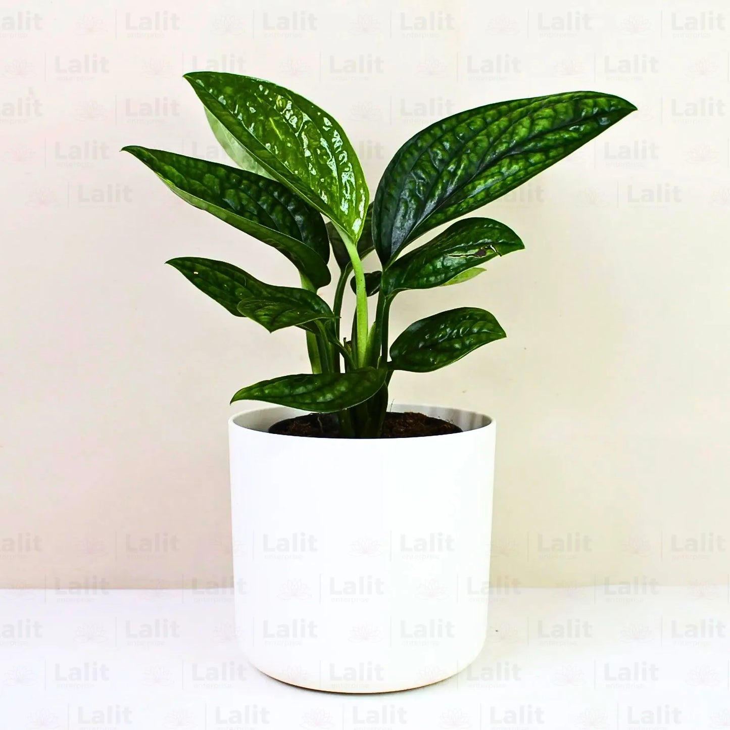 Buy Monstera Peru (Monstera Karstenianum) - Plant Online at Lalitenterprise