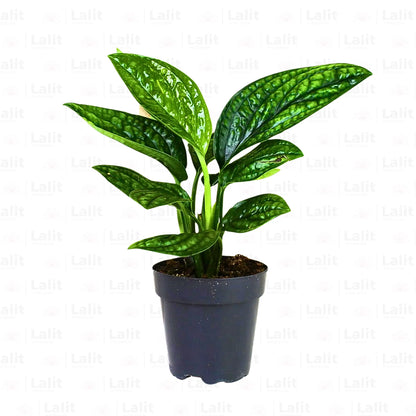 Buy Monstera Karstenianum - Plant Online at Lalitenterprise