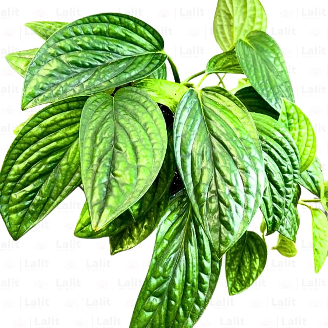 Buy Monstera Peru (Monstera Karstenianum) - Plant Online at Lalitenterprise