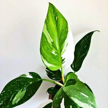 Buy Philodendron White Princess - Plant Online at Lalitenterprise