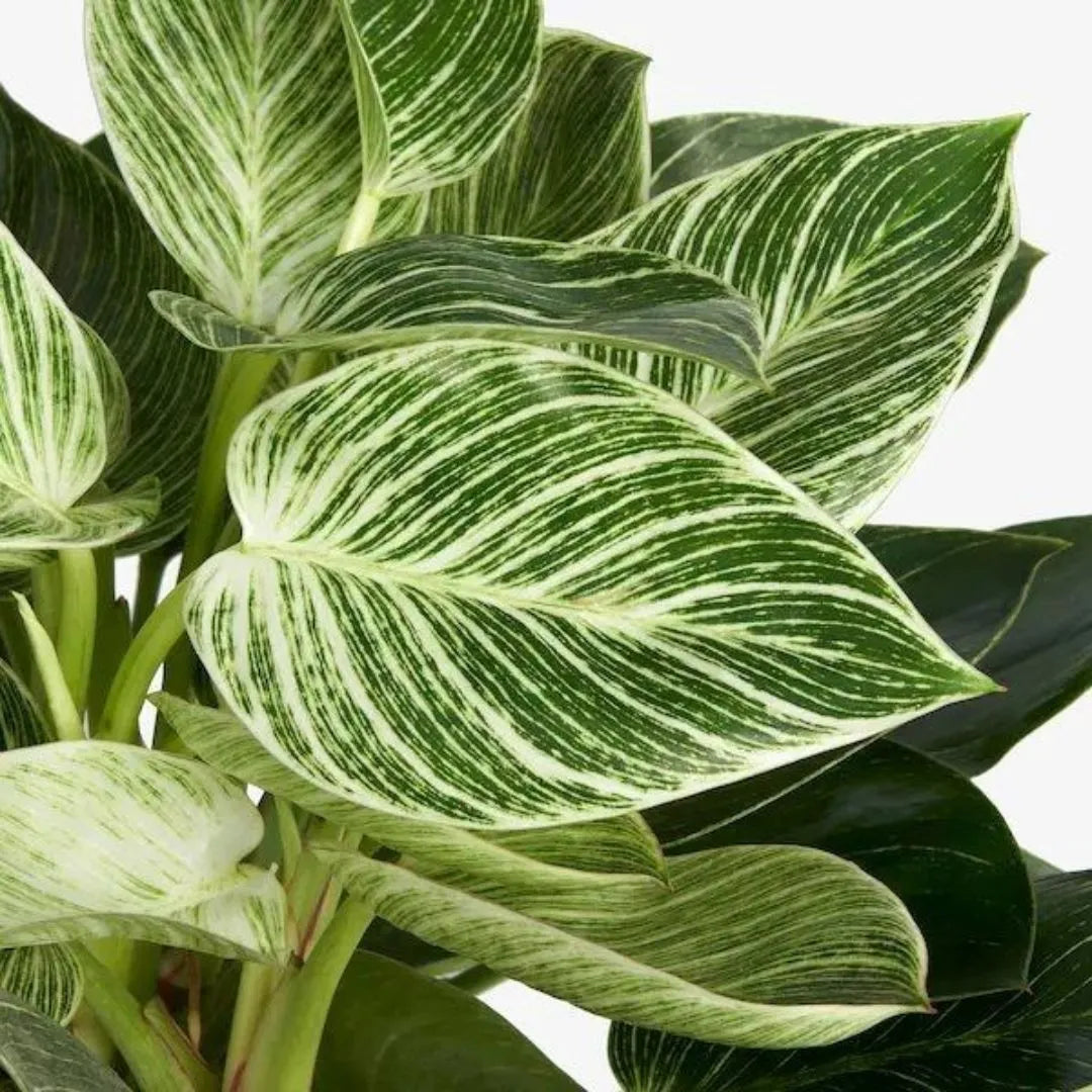 Buy Philodendron Birkin Plant - Lalitenterprise