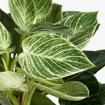Buy Philodendron Birkin Plant - Lalitenterprise