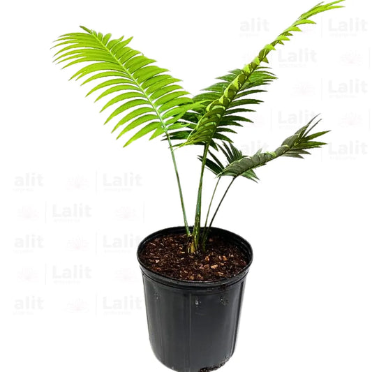 Buy Dioon Spinulosum (Giant Dioon Palm) - Plant Online at Lalitenterprise