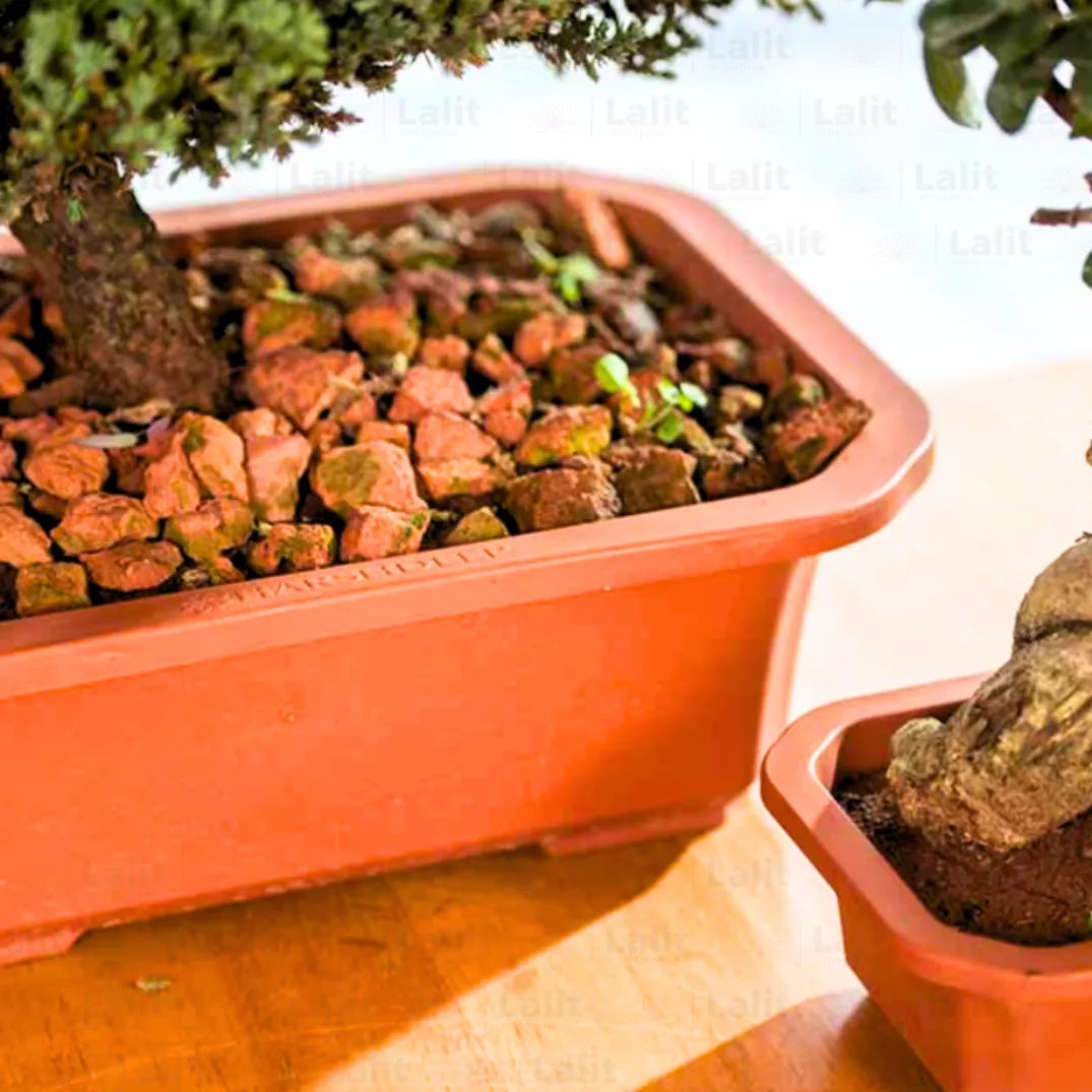 Buy Harshdeeep Premium Juniper Planter Online at Lalitenterprise