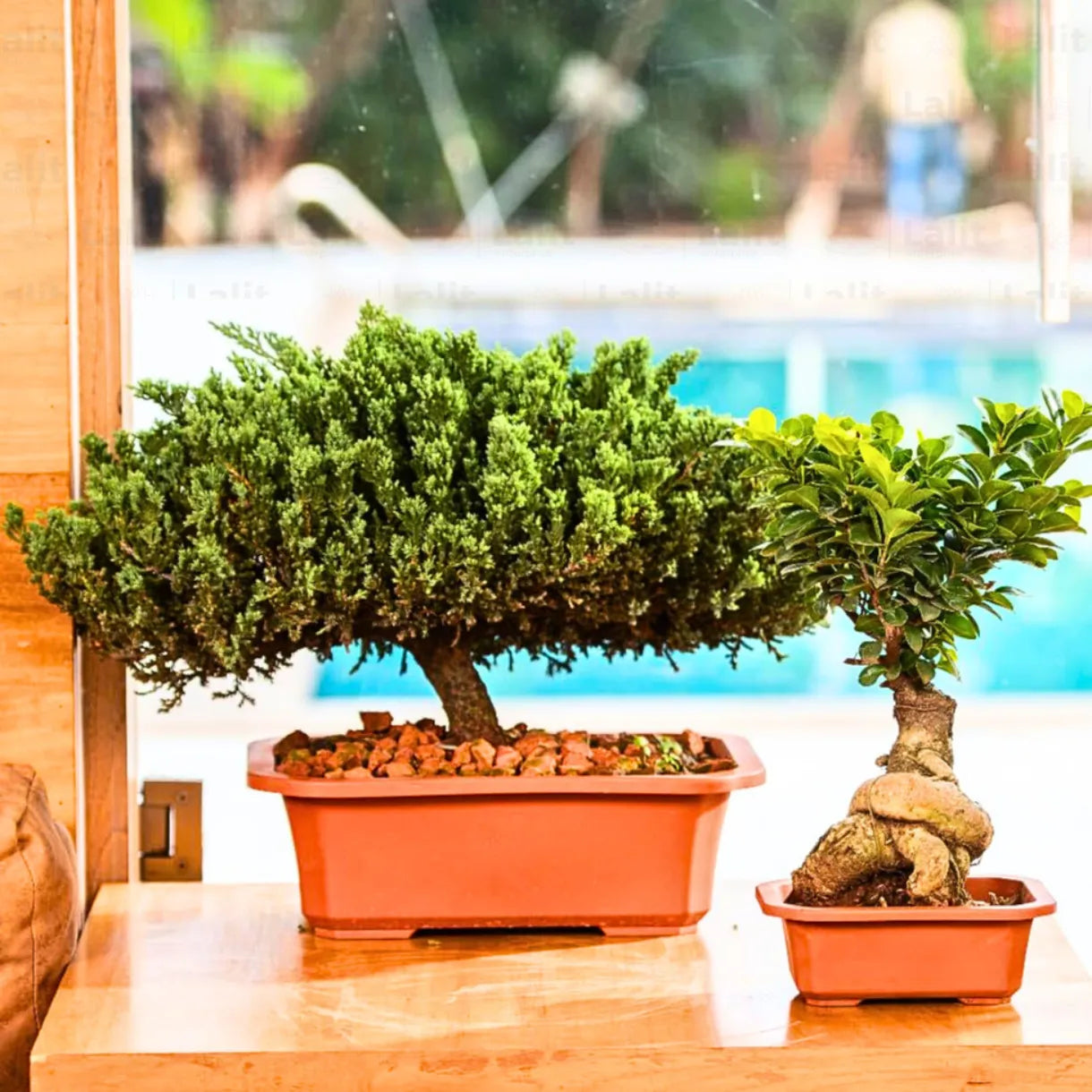 Buy Harshdeeep Premium Juniper Planter Online at Lalitenterprise