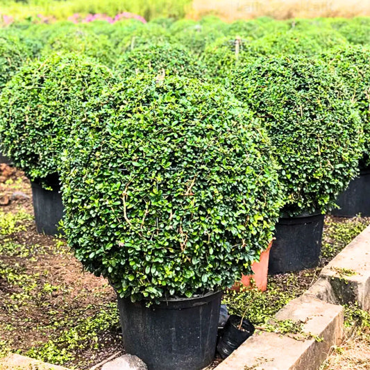 Buy Malpighia Ball "Carmona Microphylla" - Plant Online at Lalitenterprise