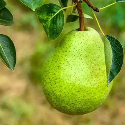 Buy Pear Plant - Lalit Enterprise