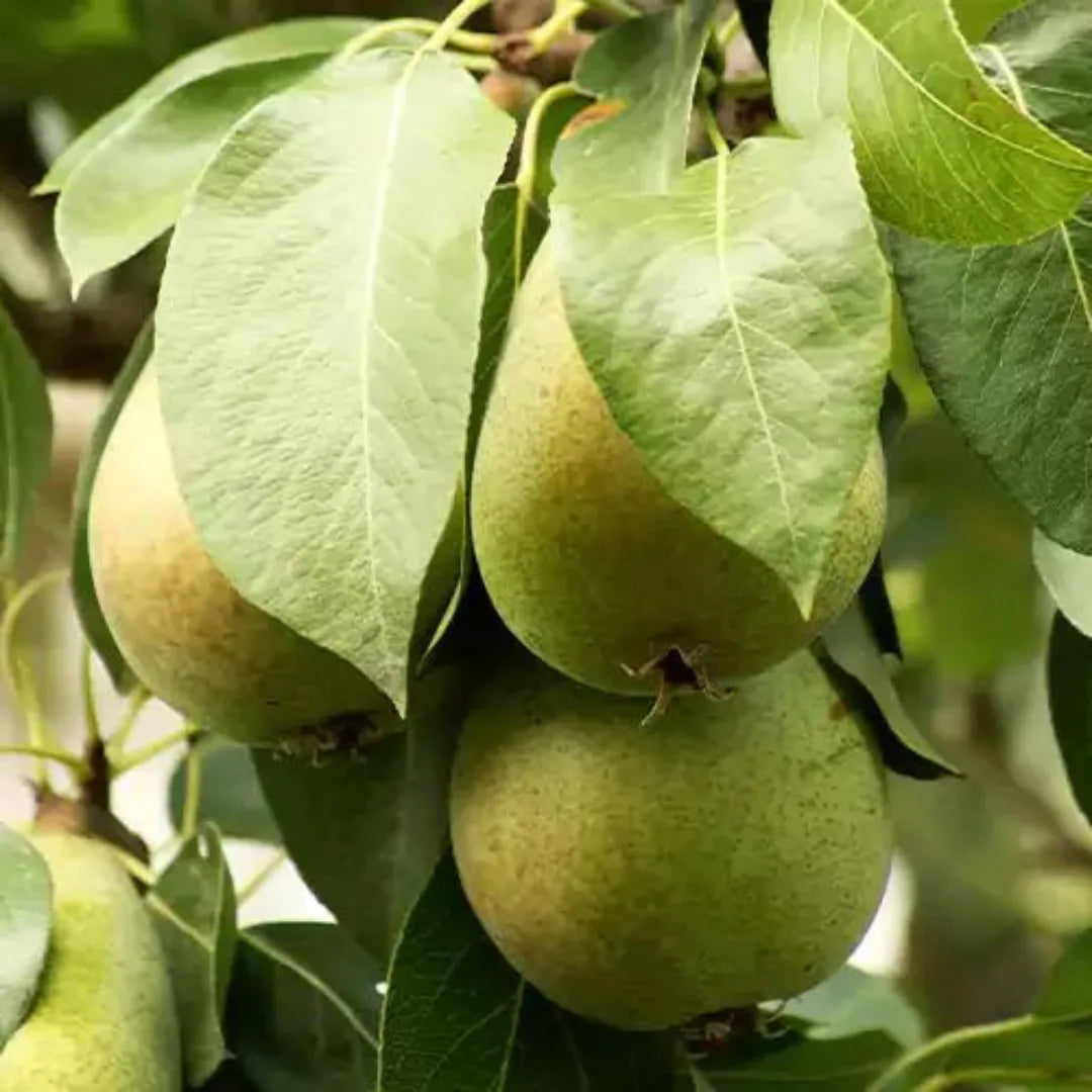 Buy Best Fruiting Plant - Lalit Enterprise