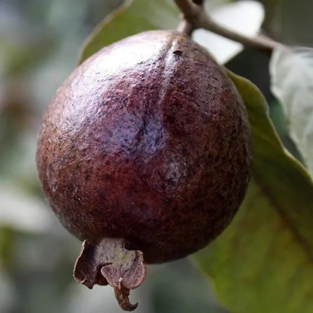 Buy Black Guava Plant - Lalit Enterprise